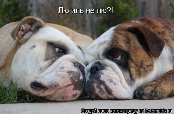 Котоматрица: Лю иль не лю?!