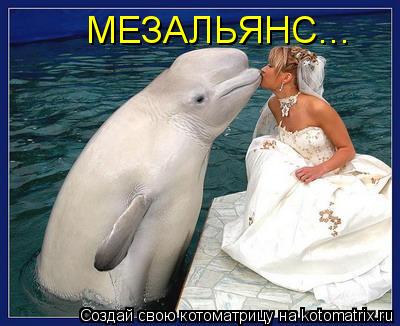 Котоматрица: МЕЗАЛЬЯНС...