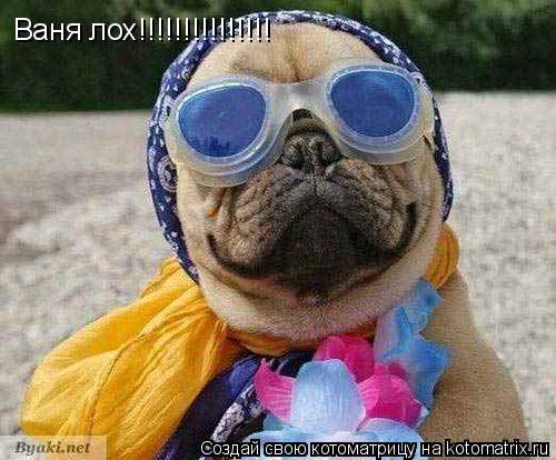 Ваня лох!!!!!!!!!!!!!!!... Котоматрица: Ваня лох!!!!!!!!!!!!!!!