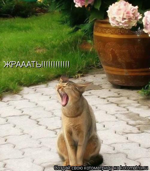 Котоматрица: ЖРАААТЬ!!!!!!!!!!!!