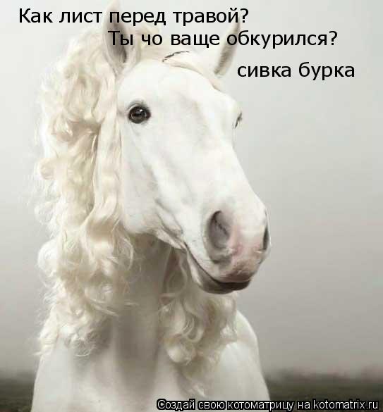 Котоматрица: Как лист перед травой? Ты чо ваще обкурился? ©сивка бурка