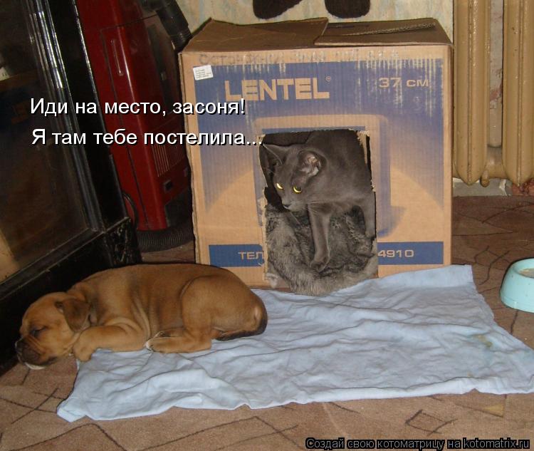 Котоматрица: Иди на место, засоня! Я там тебе постелила...