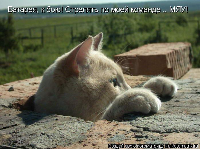 Котоматрица: Батарея, к бою! Стрелять по моей команде .. МЯУ!