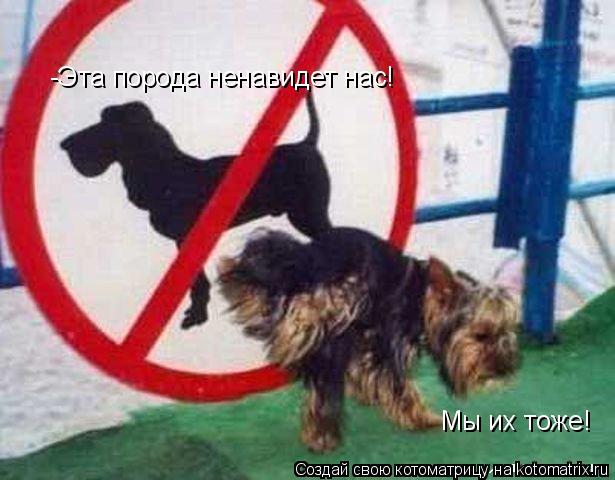 Котоматрица: -Эта порода ненавидет нас! Мы их тоже!