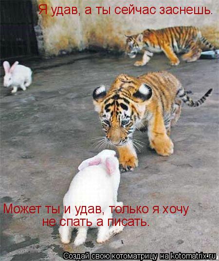 Котоматрица: Я удав, а ты сейчас заснешь. Может ты и удав, только я хочу не спать а писать.