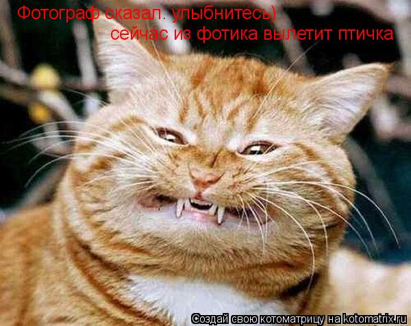 Котоматрица: Фотограф сказал: улыбнитесь)  сейчас из фотика вылетит птичка