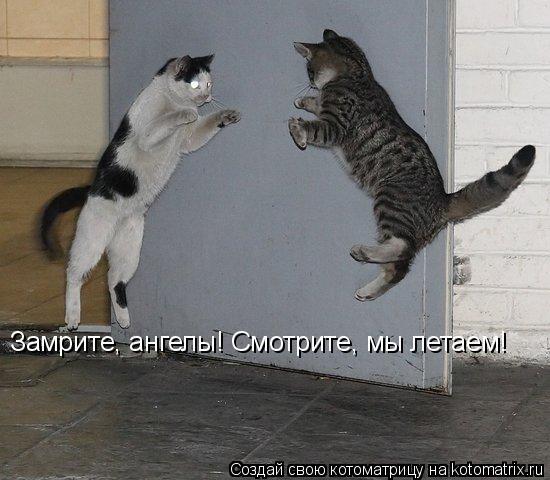 Котоматрица: Замрите, ангелы! Смотрите, мы летаем!