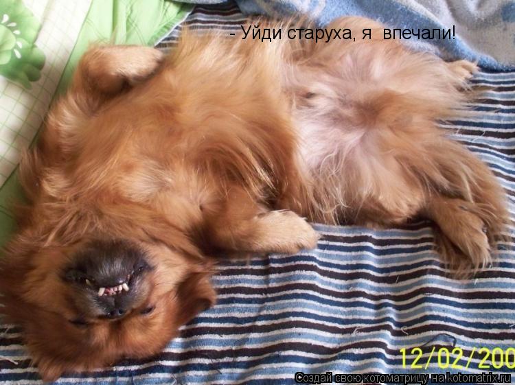 Котоматрица: - Уйди старуха, я  впечали!