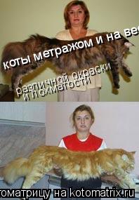 Котоматрица: коты метражом и на вес различной окраски и лохматости
