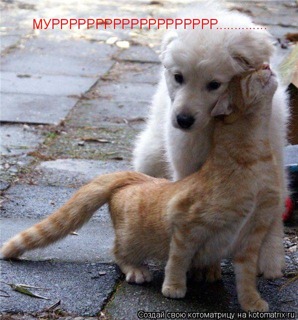 Котоматрица: МУРРРРРРРРРРРРРРРРРРР..............