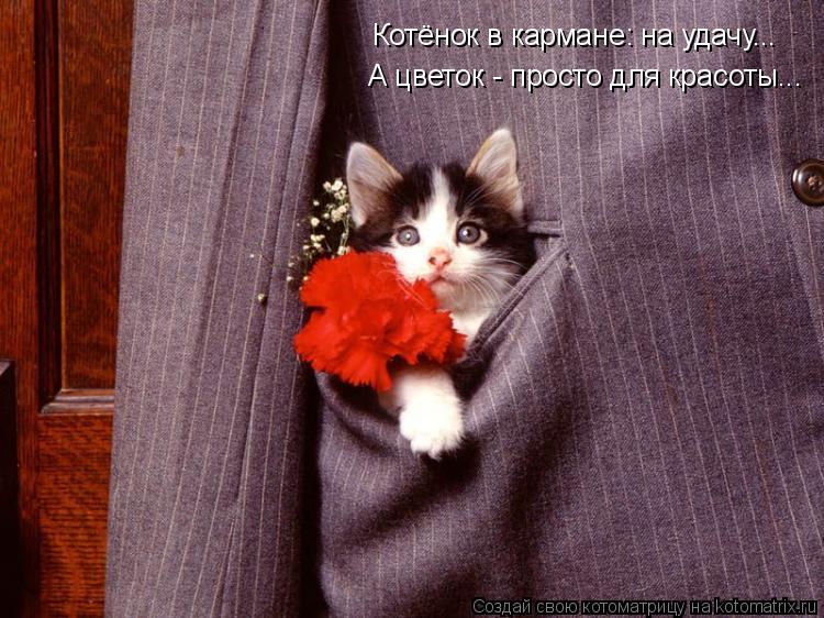 Котёнок в кармане: на удачу... А цветок - просто для красоты...... Котоматрица: Котёнок в кармане: на удачу... А цветок - просто для красоты...