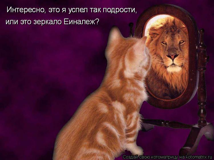 Котоматрица: Интересно, это я успел так подрости,  Интересно, это я успел так подрости,  или это зеркало Еиналеж?