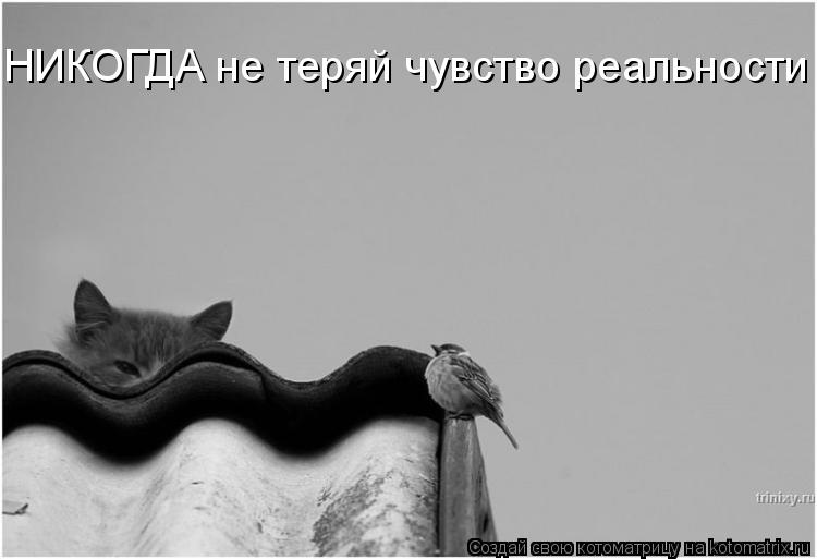 Котоматрица: НИКОГДА не теряй чувство реальности
