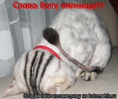 Слава Богу пятница!!! Слава Богу пятница!!!... Котоматрица: Слава Богу пятница!!! Слава Богу пятница!!!
