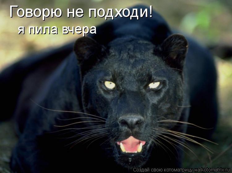 Говорю не подходи! я пила вчера... Котоматрица: Говорю не подходи! я пила вчера