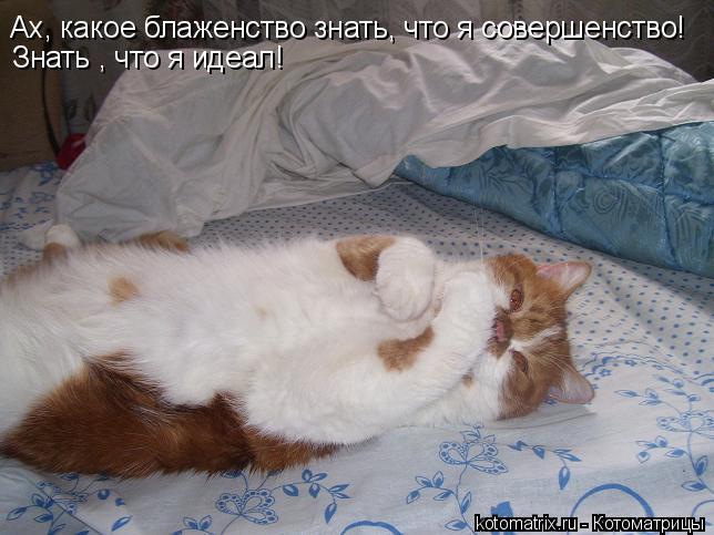Котоматрица: Ах, какое блаженство знать, что я совершенство! Знать , что я идеал!