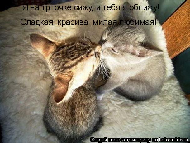 Котоматрица: Я на трпочке сижу, и тебя я оближу! Сладкая, красива, милая любимая!