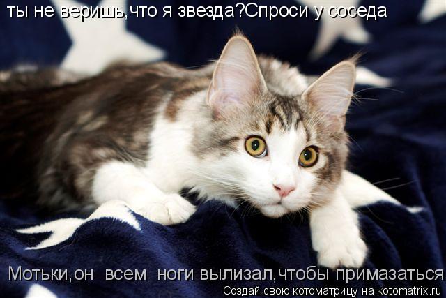 Котоматрица: ты не веришь,что я звезда?Спроси у соседа Мотьки,он  всем  ноги вылизал,чтобы примазаться