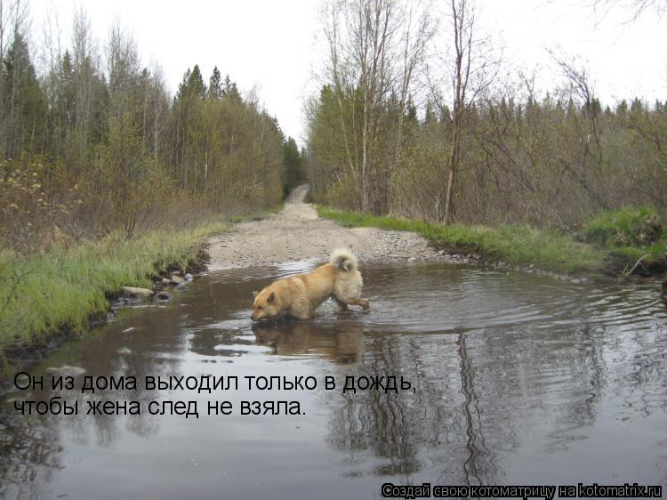 Он из дома выходил только в дождь, чтобы жена след не взяла.... Котоматрица: Он из дома выходил только в дождь, чтобы жена след не взяла.