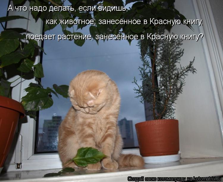 А что надо делать, если видишь, как животное, занесённое в Красную книгу, поедает растение, занесённо... Котоматрица: А что надо делать, если видишь, как животное, занесённое в Красную книгу, поедает растение, занесённое в Красную книгу?