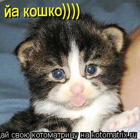 Котоматрица: йа кошко))))