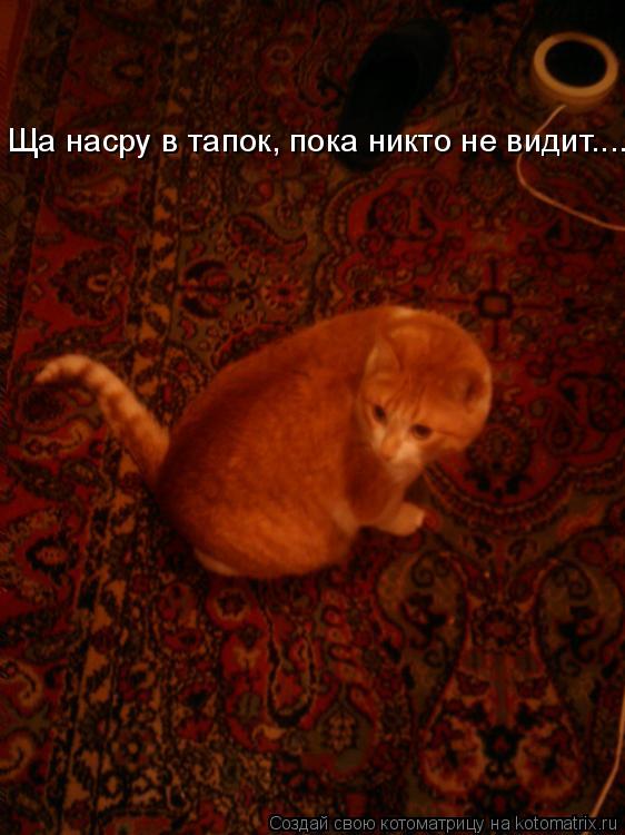 Котоматрица: Ща насру в тапок, пока никто не видит.....