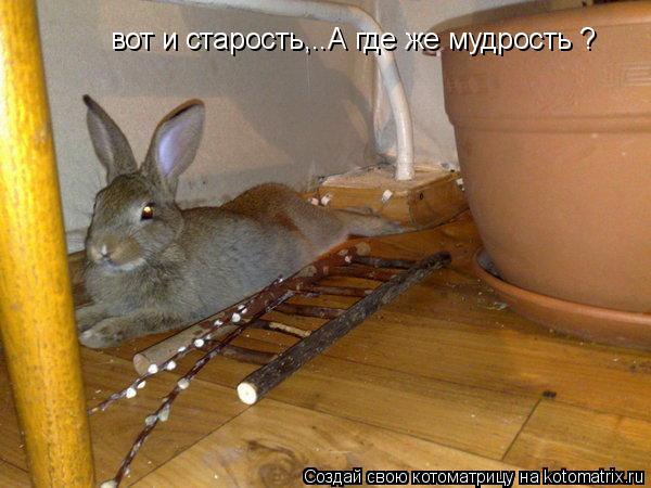 Котоматрица: вот и старость,..А где же мудрость ?