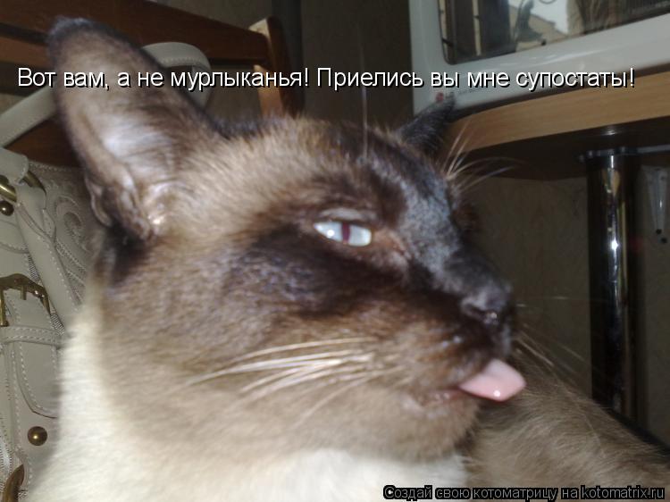 Вот вам, а не мурлыканья! Приелись вы мне супостаты!... Котоматрица: Вот вам, а не мурлыканья! Приелись вы мне супостаты!