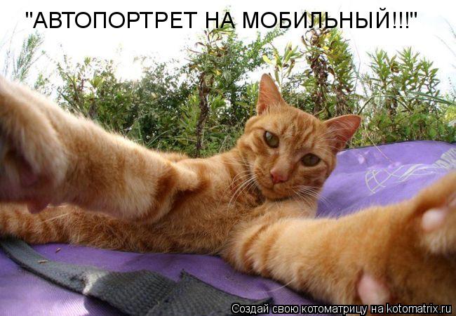 "АВТОПОРТРЕТ НА МОБИЛЬНЫЙ!!!"... Котоматрица: "АВТОПОРТРЕТ НА МОБИЛЬНЫЙ!!!"