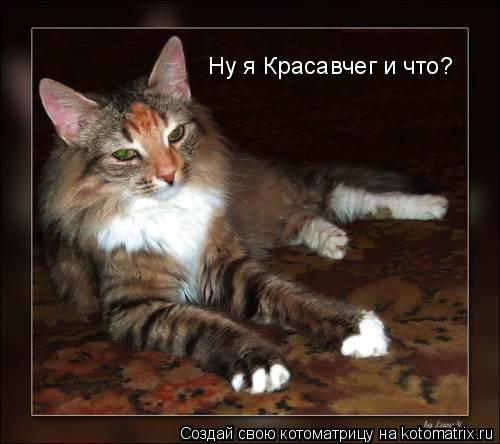 Котоматрица: Ну я Красавчег и что?