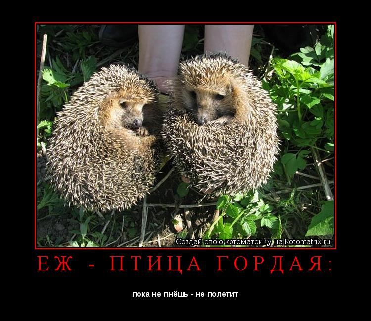 Котоматрица: Е Ж   -   П Т И Ц А   Г О Р Д А Я : 