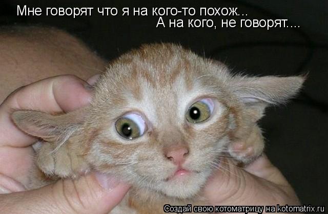 Котоматрица: Мне говорят что я на кого-то похож... А на кого, не говорят....