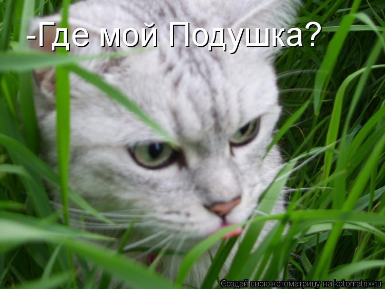 Котоматрица: -Где мой Подушка?