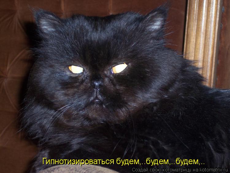 Котоматрица: Гипнотизироваться будем,..будем,..будем,..