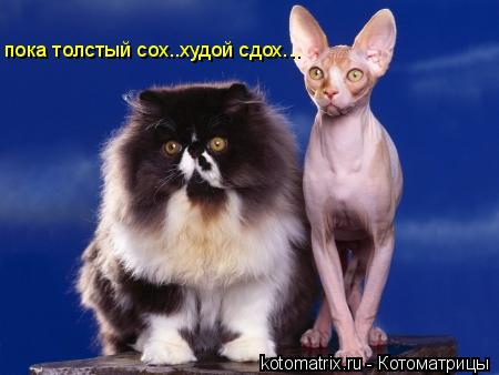 Котоматрица: пока толстый сох..худой сдох...