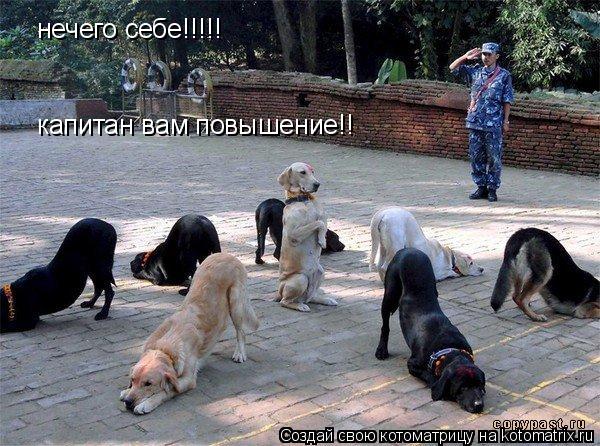 Котоматрица: нечего себе!!!!! нечего себе!!!!! капитан вам повышение!!