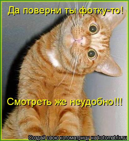 Котоматрица: Да поверни ты фотку-то!  Смотреть же неудобно!!!
