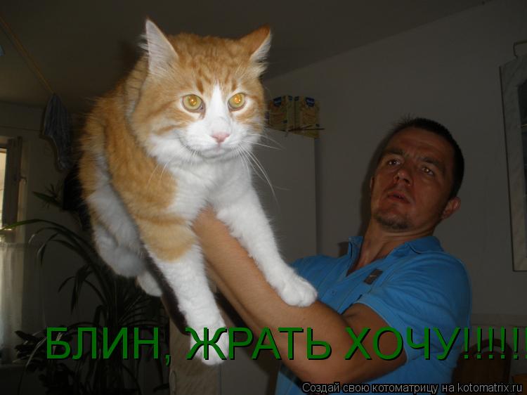 Котоматрица: БЛИН, ЖРАТЬ ХОЧУ!!!!!!!!!