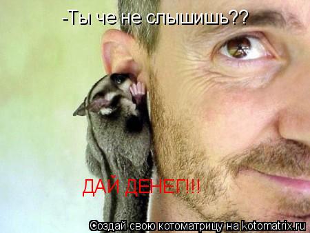 Котоматрица: -Ты че не слышишь?? ДАЙ ДЕНЕГ!!!