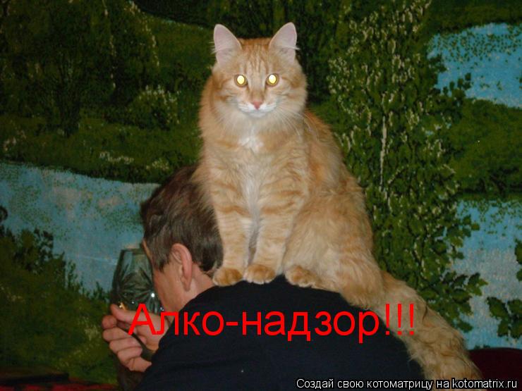 Котоматрица: Алко-надзор!!!