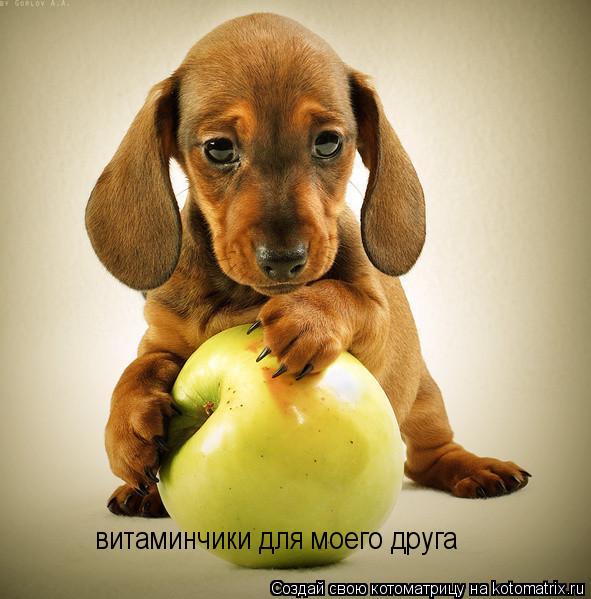 Котоматрица: витаминчики для моего друга