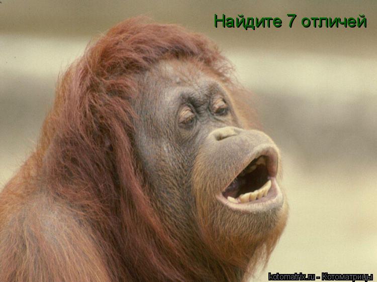 Найдите 7 отличей... Котоматрица: Найдите 7 отличей