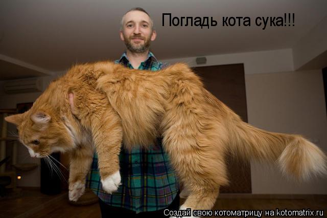 Котоматрица: Погладь кота сука!!!