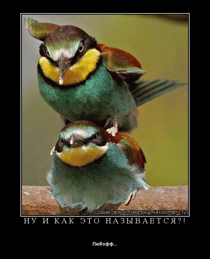 Котоматрица: Н У   И   К А К   Э Т О   Н А З Ы В А Е Т С Я ? ! 