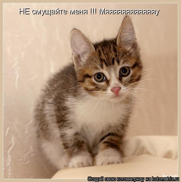 Котоматрица: НЕ смущайте меня !!! Мяяяяяяяяяяяяу