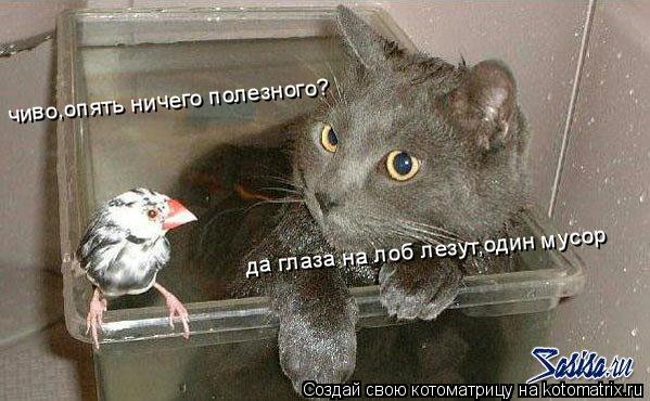 Котоматрица: чиво,опять ничего полезного? да глаза на лоб лезут,один мусор