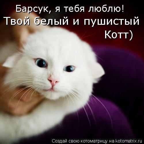 Котоматрица: Барсук, я тебя люблю!  Барсук, я тебя люблю!  Твой белый и пушистый Котт)