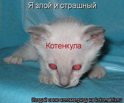 Котоматрица: Я злой и страшный Котенкула
