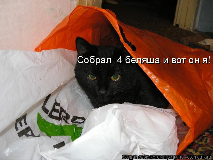 Котоматрица: Собрал  4 беляша и вот он я!