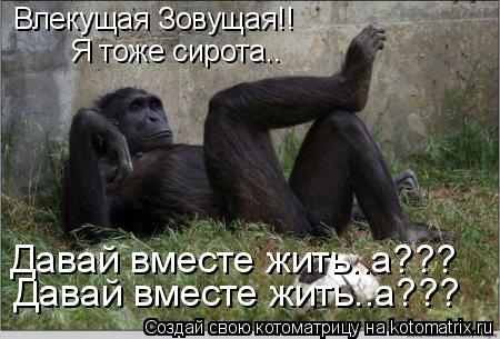 Влекущая Зовущая!! Я тоже сирота.. Давай вместе жить..а??? Давай вместе жить..а???... Котоматрица: Влекущая Зовущая!! Я тоже сирота.. Давай вместе жить..а??? Давай вместе жить..а???